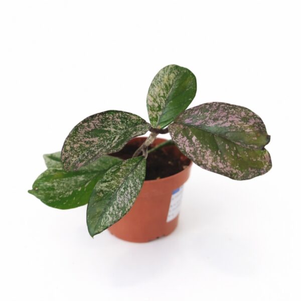 Hoya carnosa Stardust