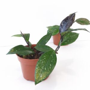 Hoya carnosa Stardust