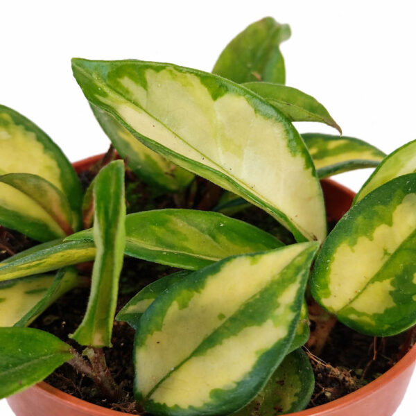 Hoya-carnosa-Tricolor