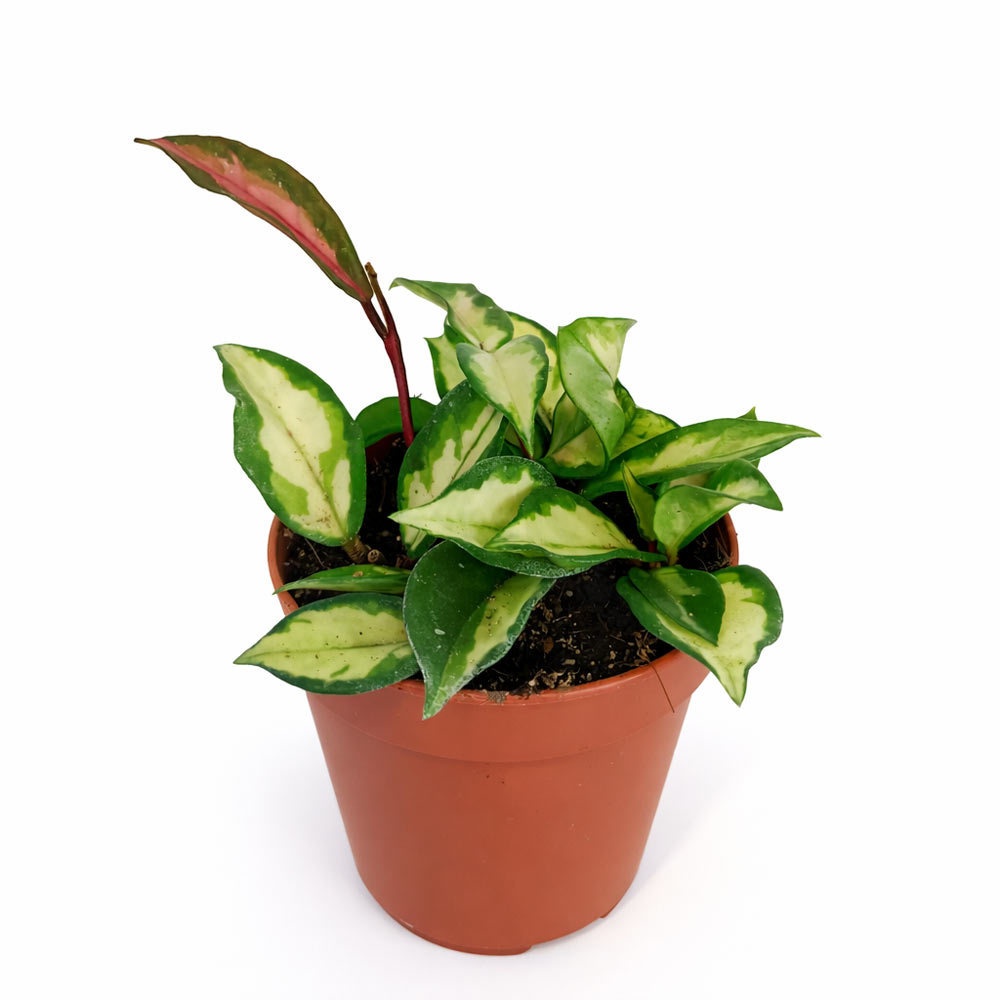 Hoya-carnosa-Tricolor