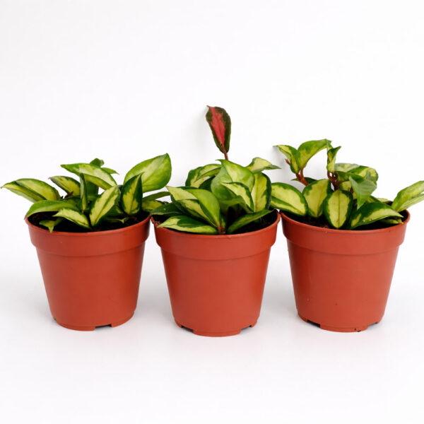 Hoya-carnosa-Tricolor