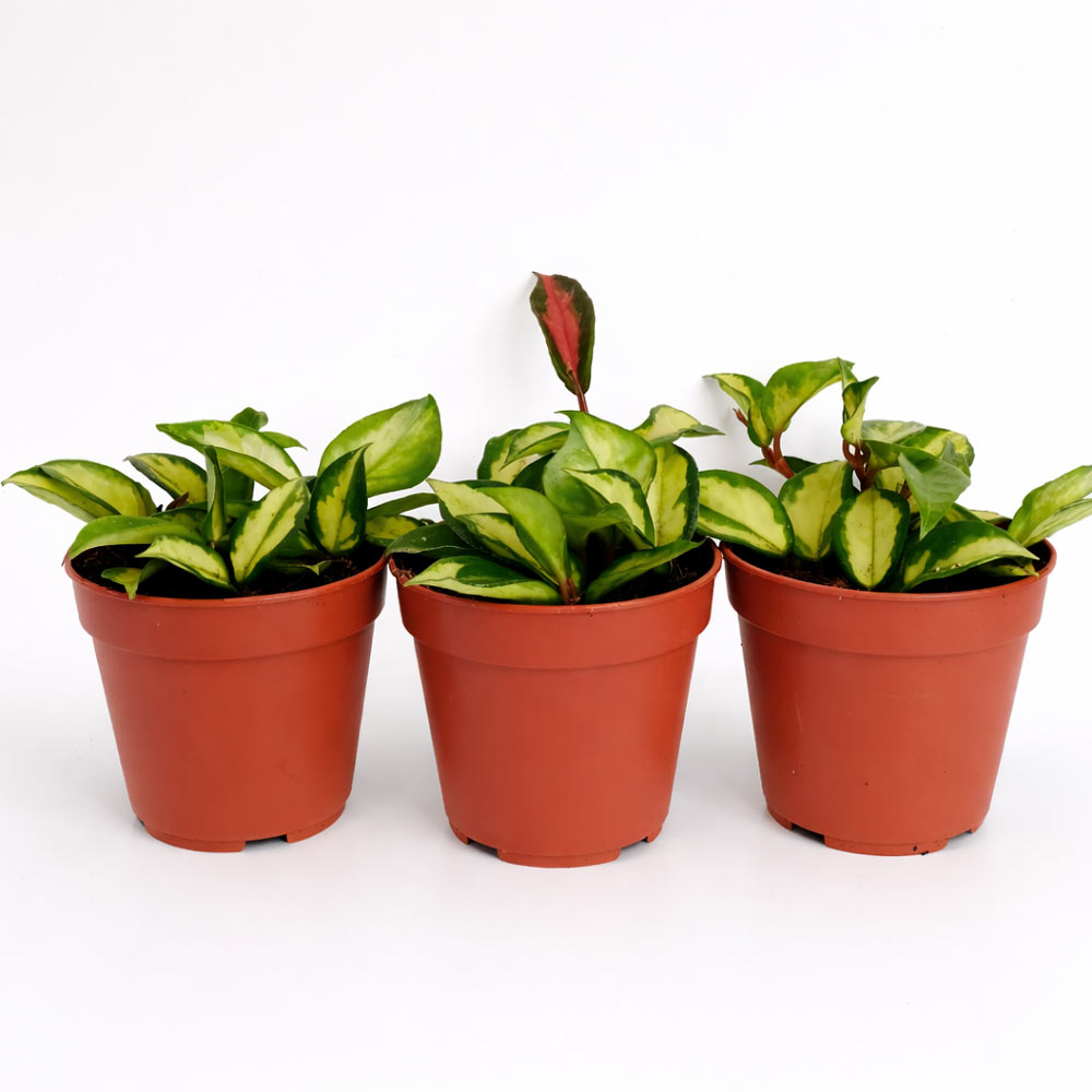 Hoya-carnosa-Tricolor