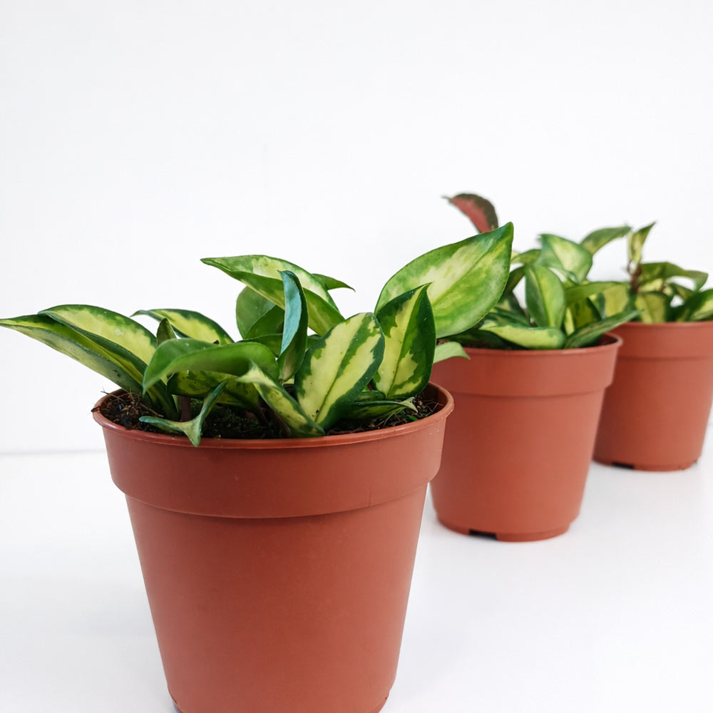 Hoya-carnosa-Tricolor