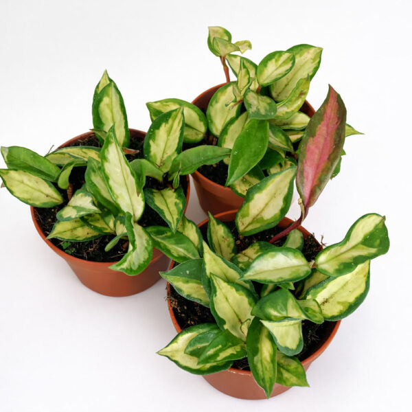Hoya-carnosa-Tricolor