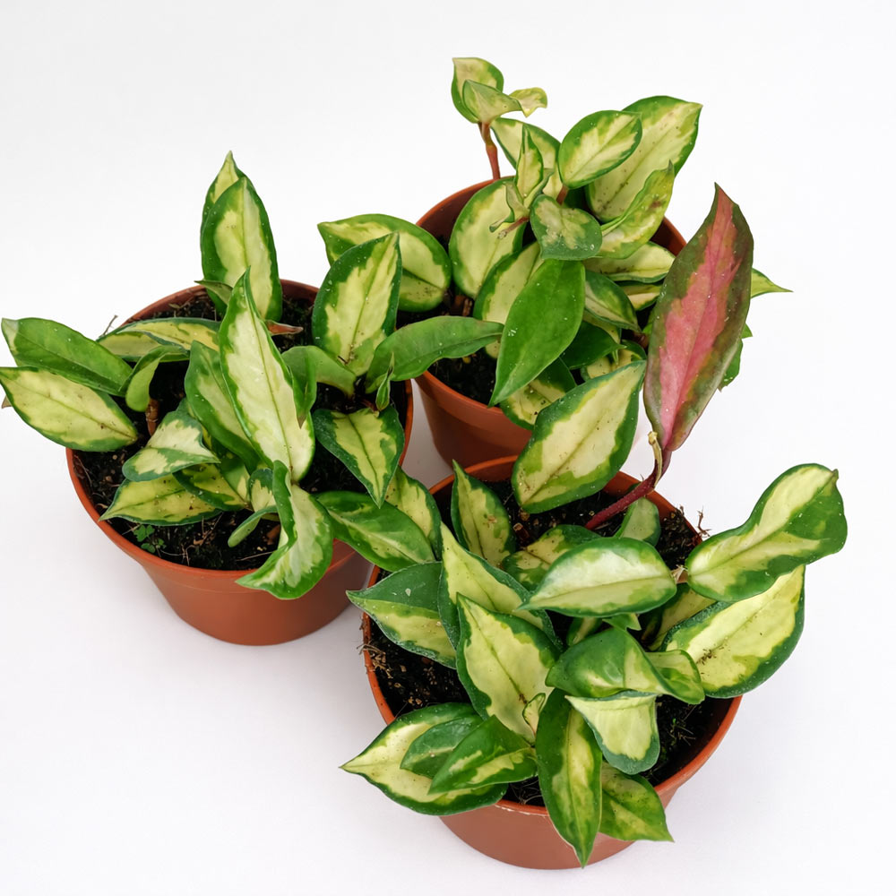 Hoya-carnosa-Tricolor