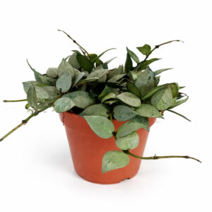 Hoya-krohniana-Eskimo