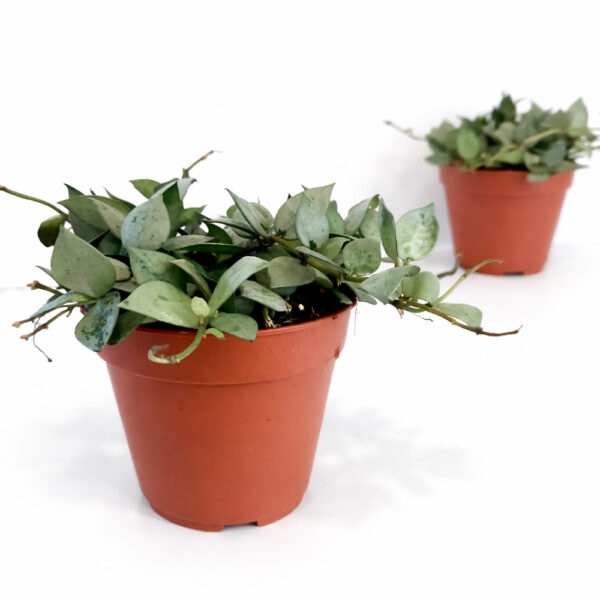 Hoya-krohniana-Eskimo