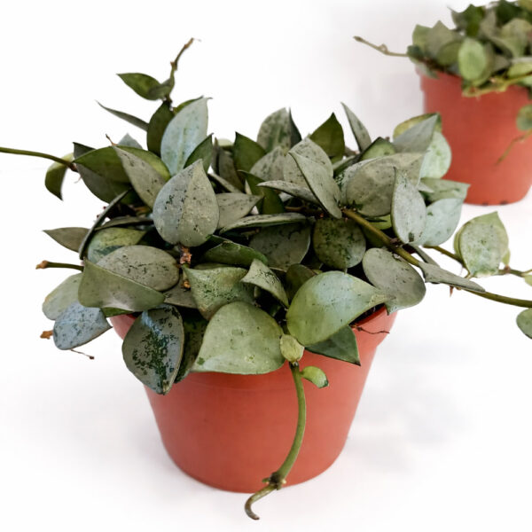 Hoya-krohniana-Eskimo