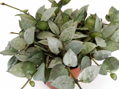 Hoya-krohniana-Eskimo