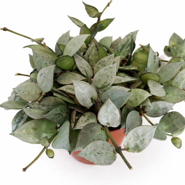 Hoya-krohniana-Eskimo Hoya-krohniana-Eskimo