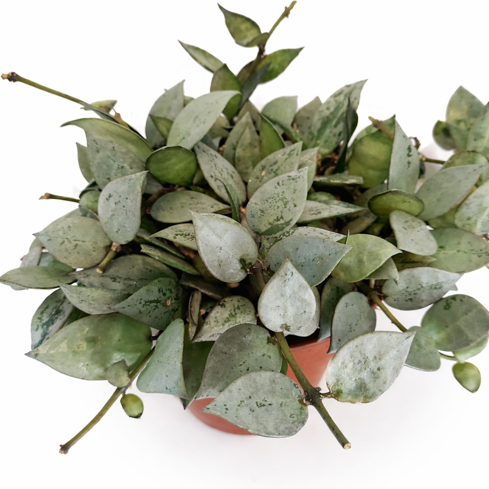 Hoya-krohniana-Eskimo