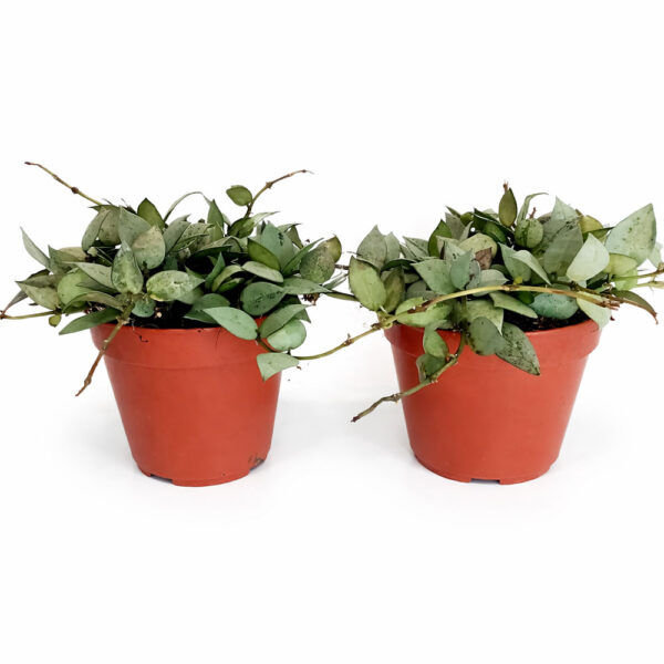 Hoya-krohniana-Eskimo