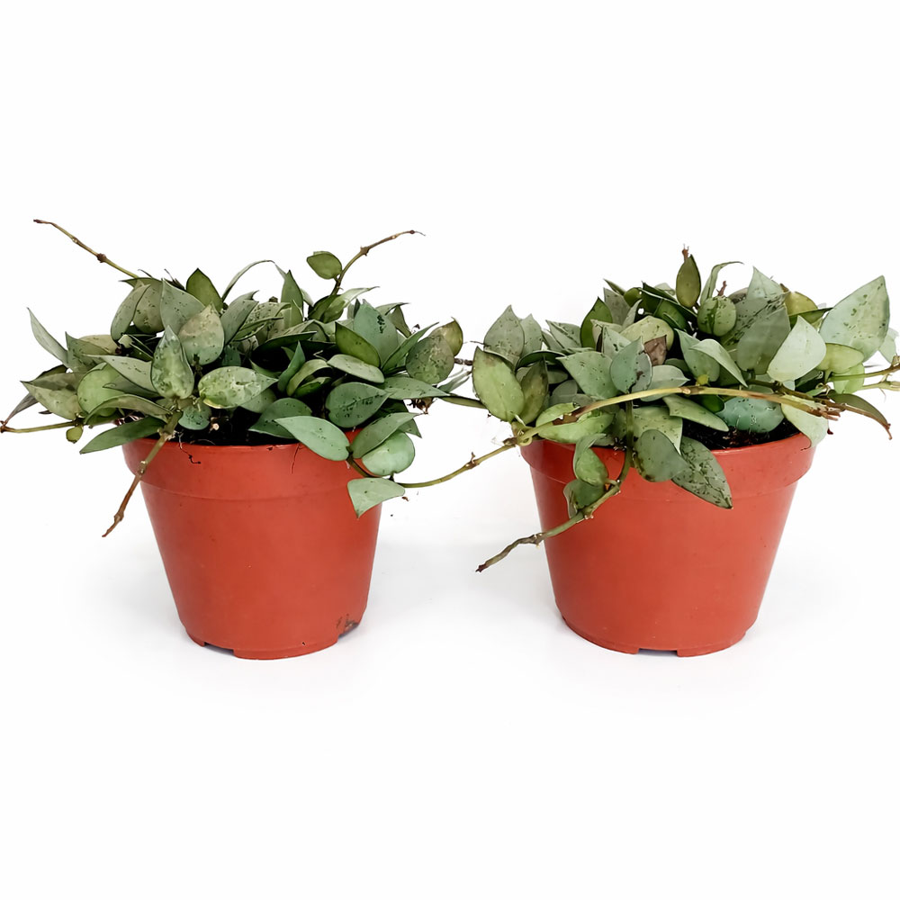 Hoya-krohniana-Eskimo