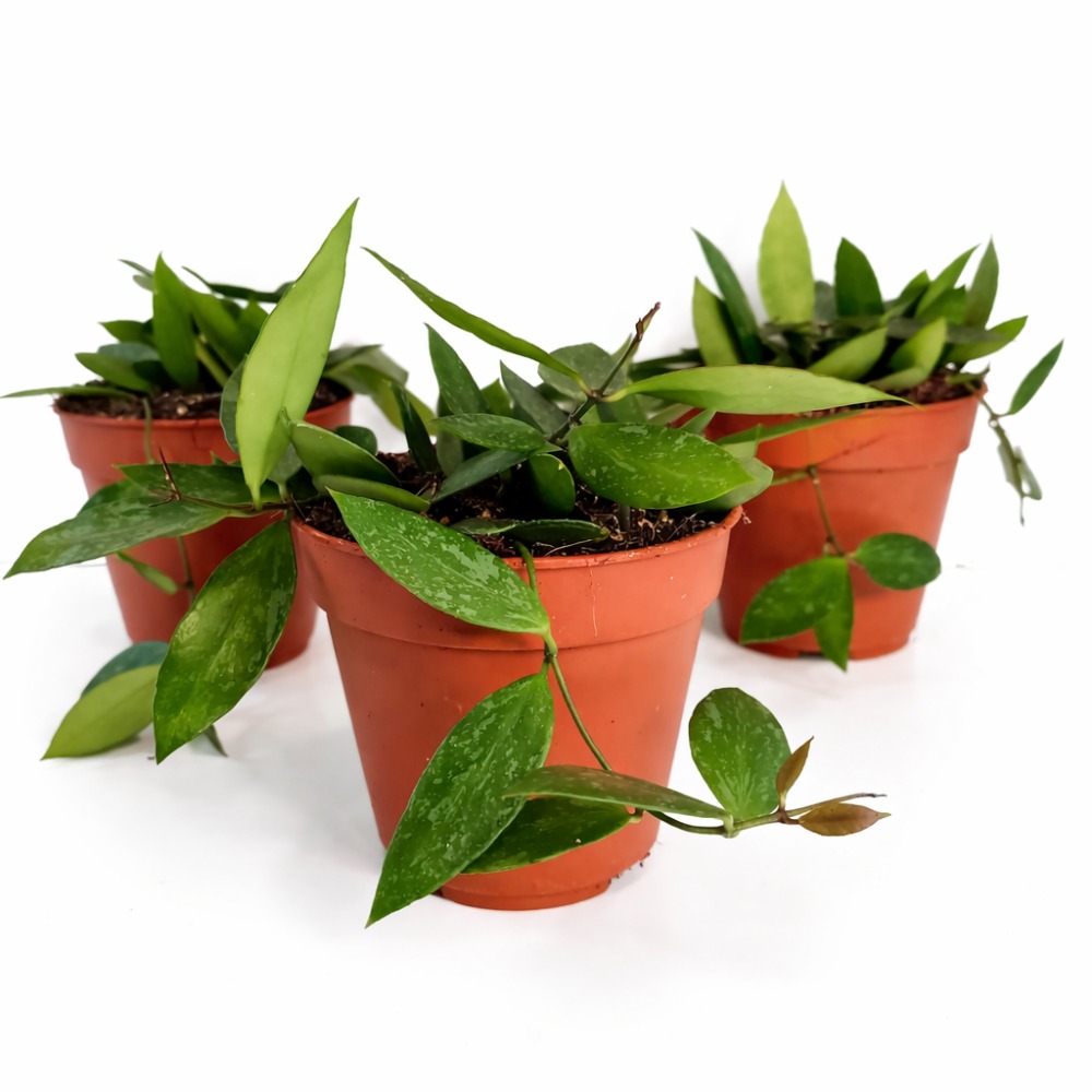 Hoya memoria Gracilis