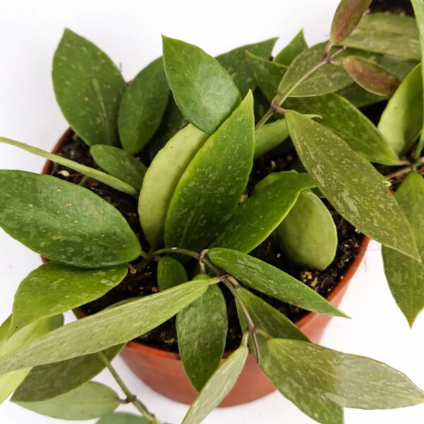 Hoya memoria Gracilis