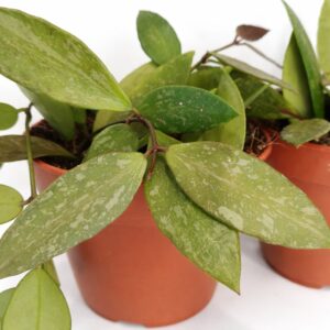 Hoya memoria Gracilis