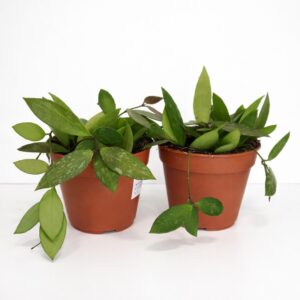 Hoya memoria Gracilis