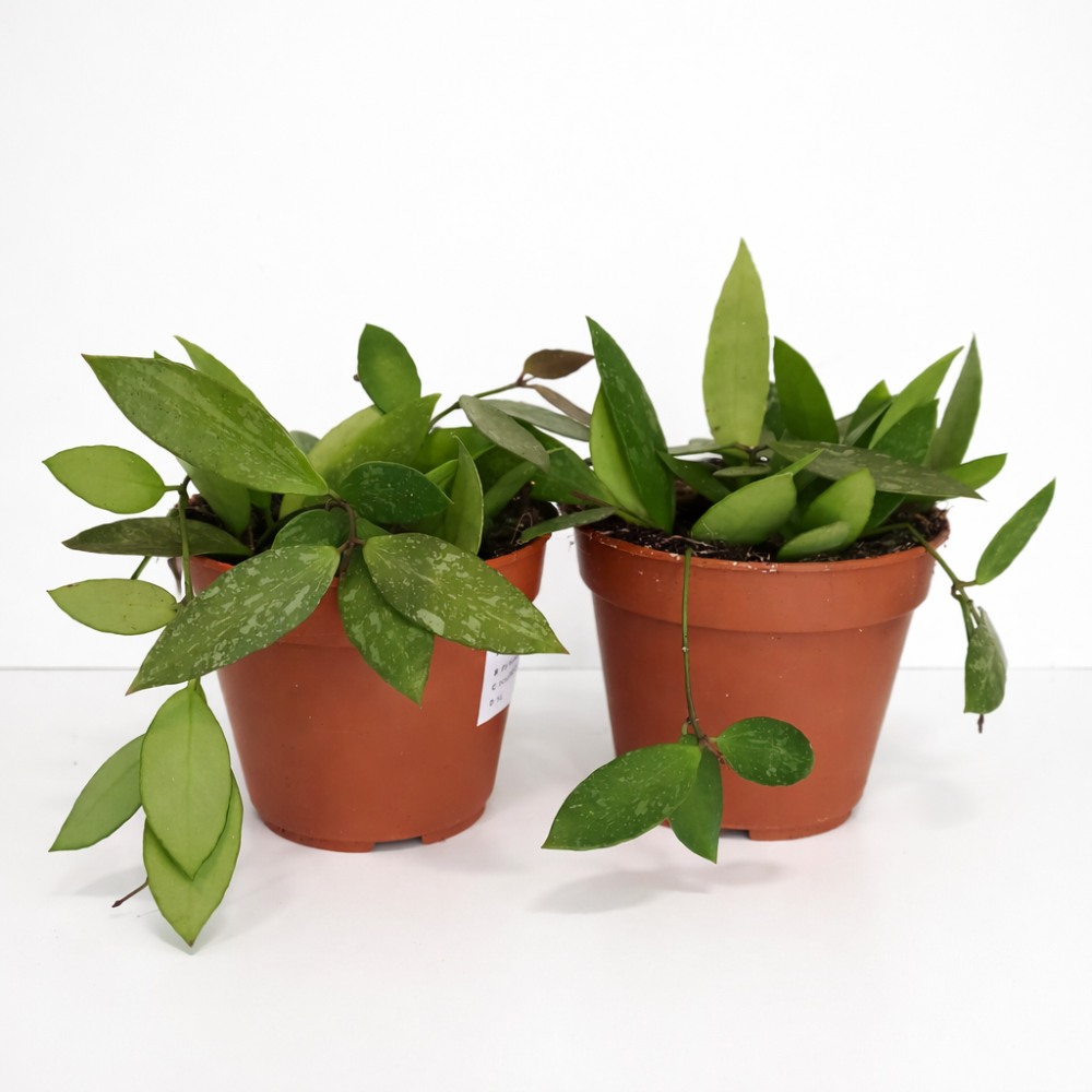 Hoya memoria Gracilis