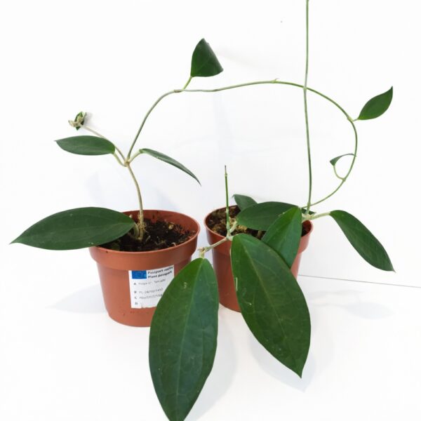 Hoya sp. Ternate