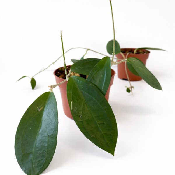 Hoya sp. Ternate