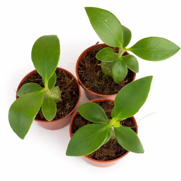 Hydnophytum-Papuanum