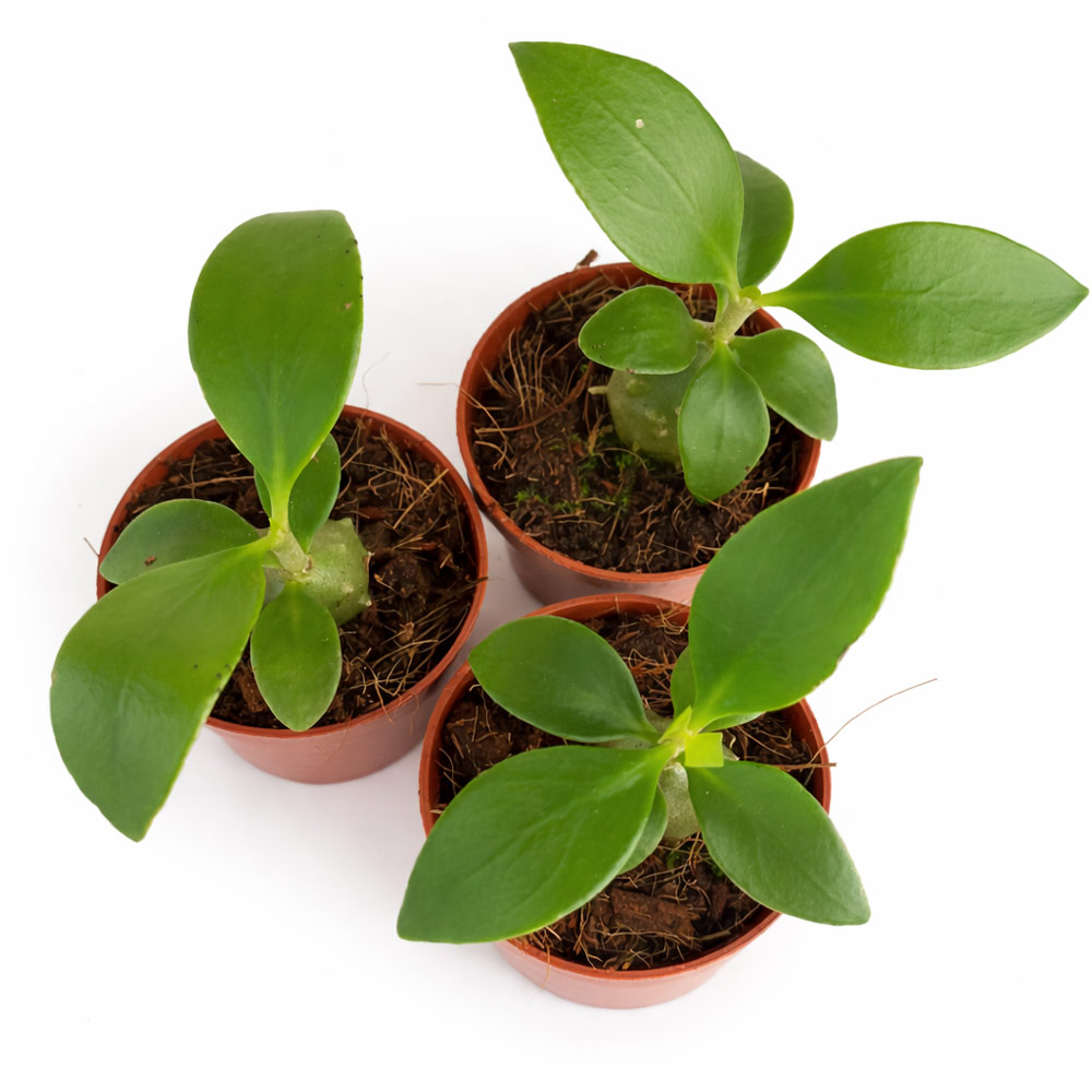 Hydnophytum-Papuanum