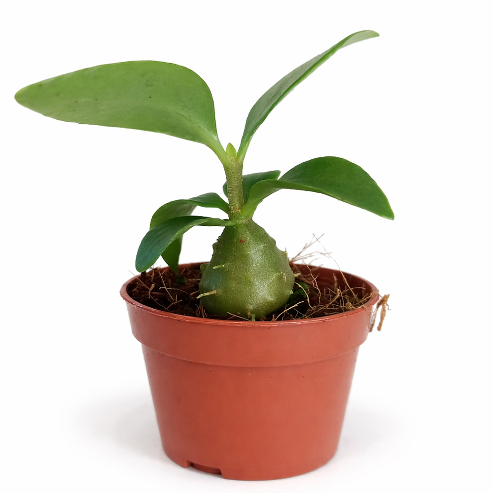 Hydnophytum-Papuanum