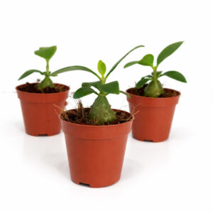 Hydnophytum-Papuanum