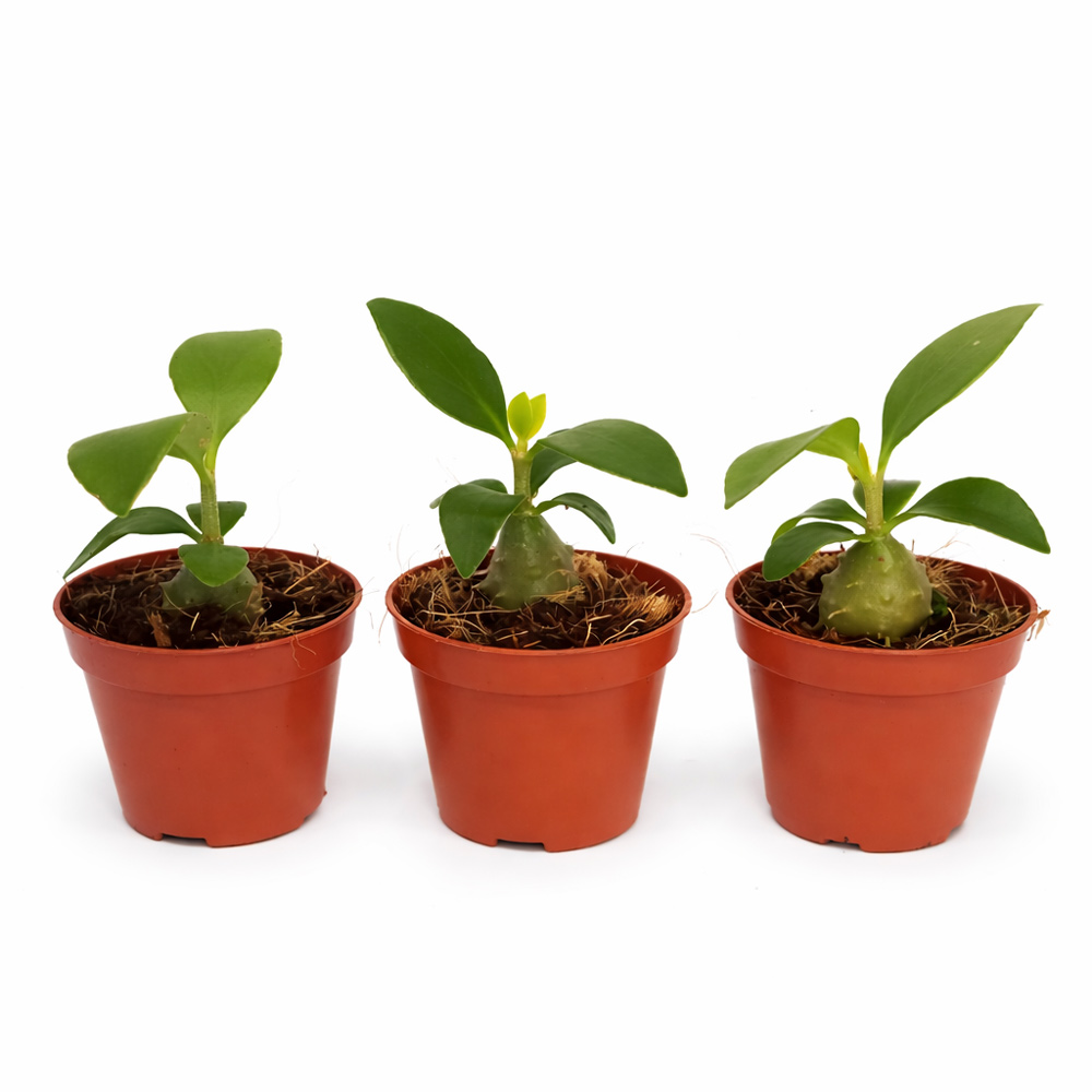 Hydnophytum-Papuanum