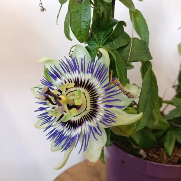Passiflora-męczennica