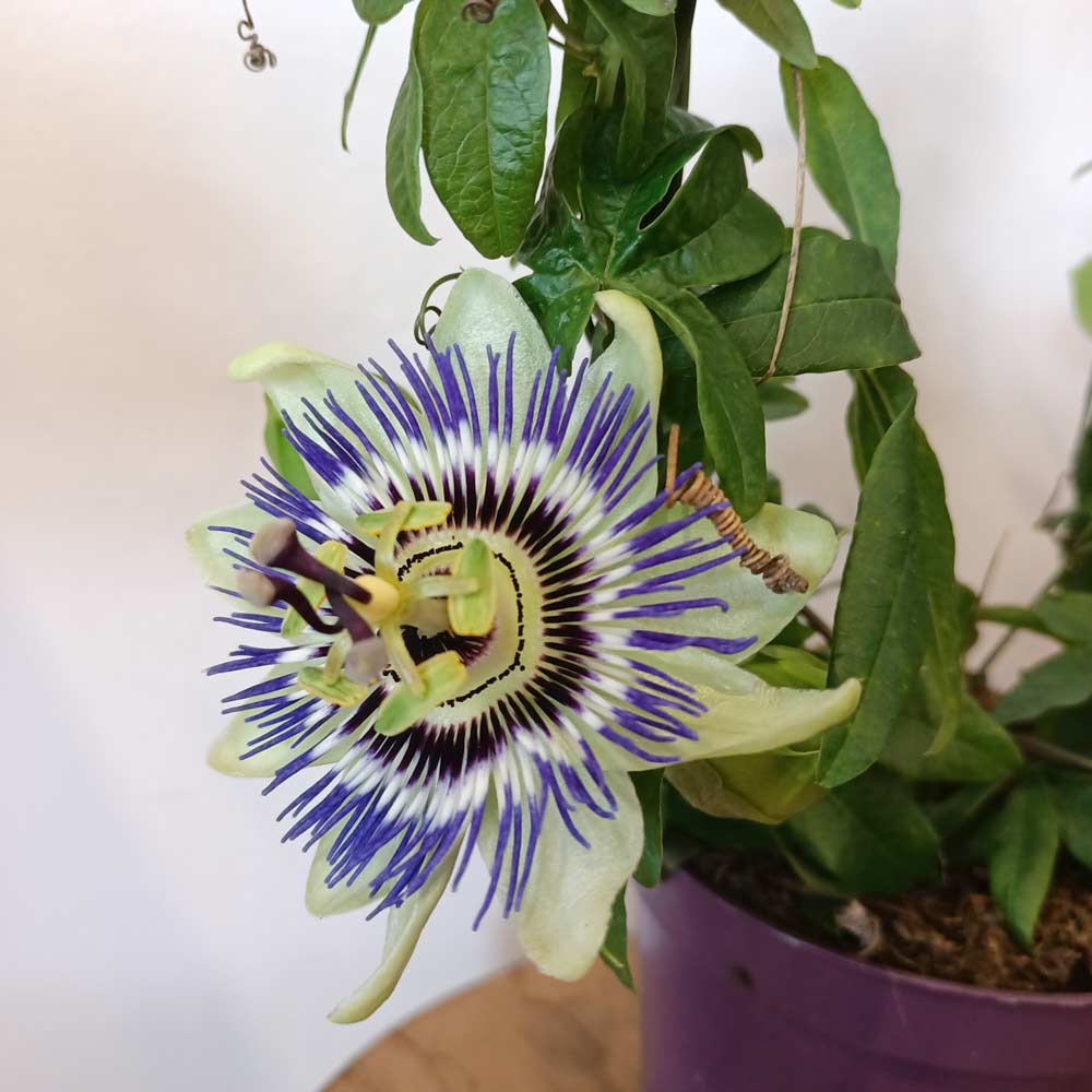 Passiflora-męczennica