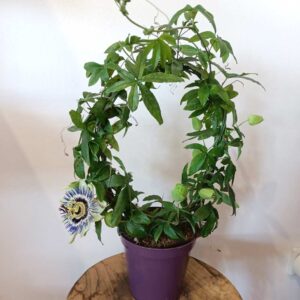 Passiflora-męczennica