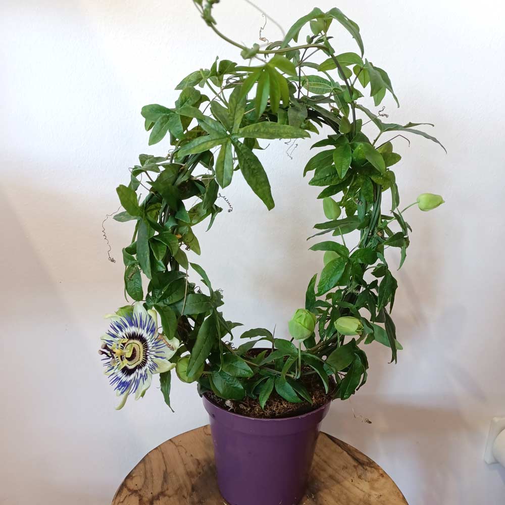 Passiflora-męczennica