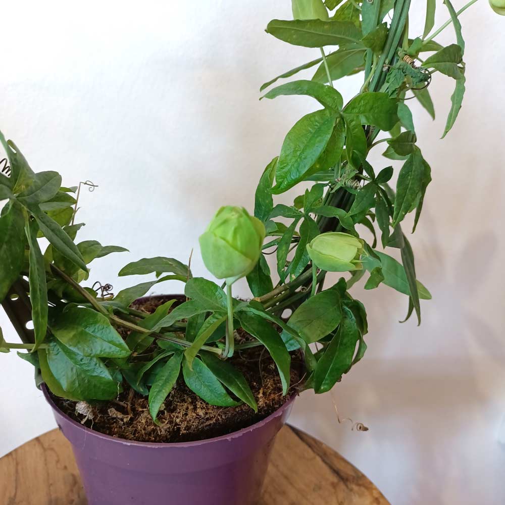 Passiflora-męczennica
