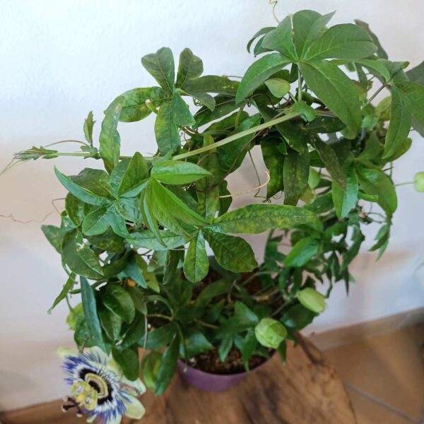 Passiflora-męczennica