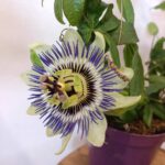 Passiflora-męczennica