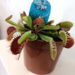 Dionaea-muchówka amerykańska