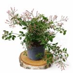 Jasminum polyanthum