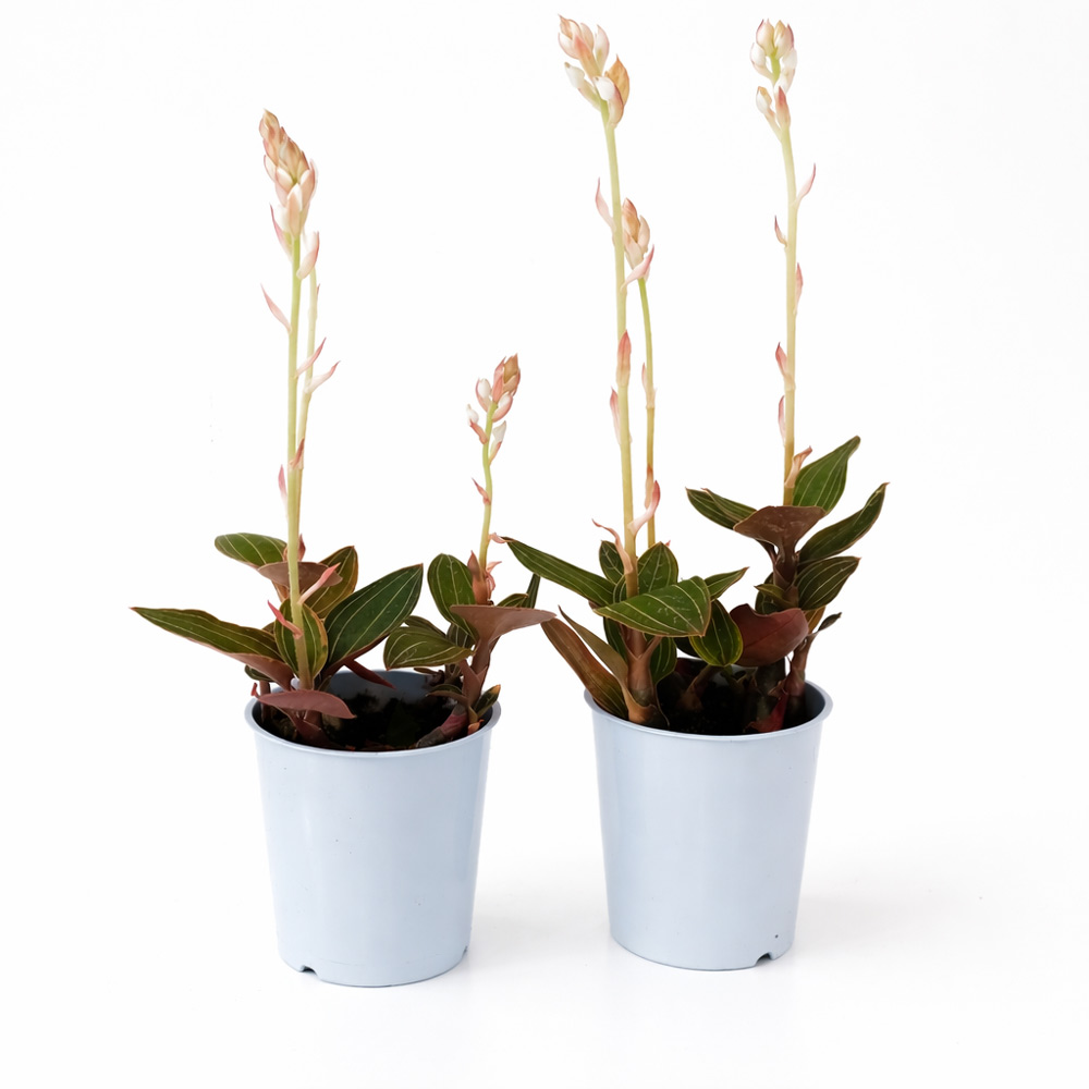 Ludisia-Discolor
