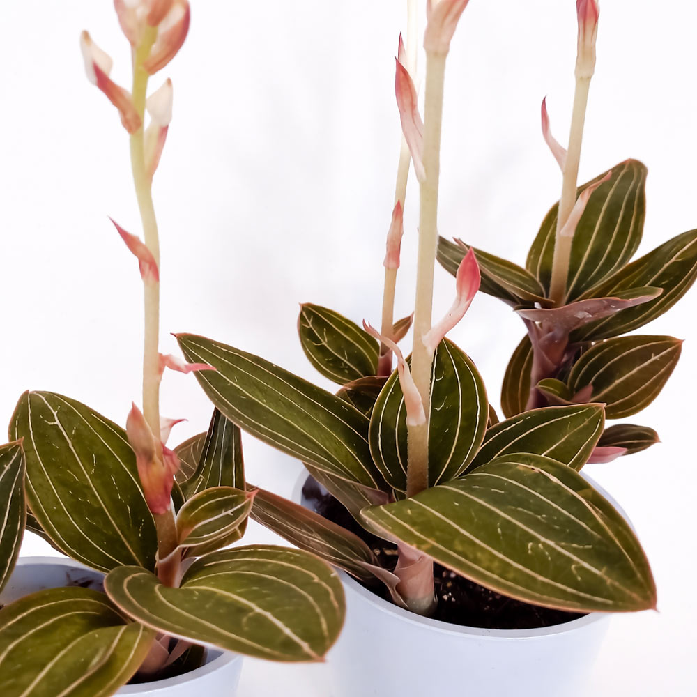Ludisia Discolor
