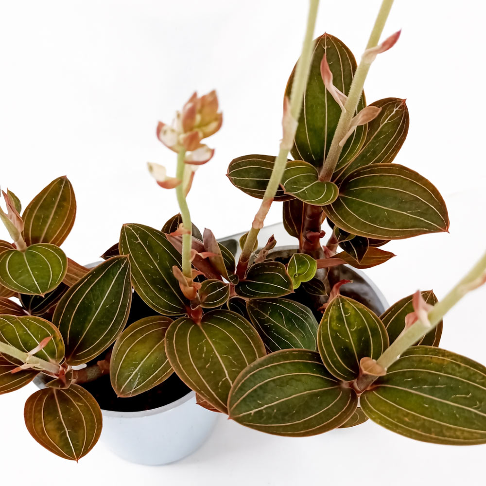 Ludisia Discolor