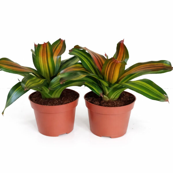 Neoregelia-Freddie