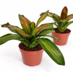 Neoregelia-Freddie
