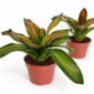 Neoregelia-Freddie