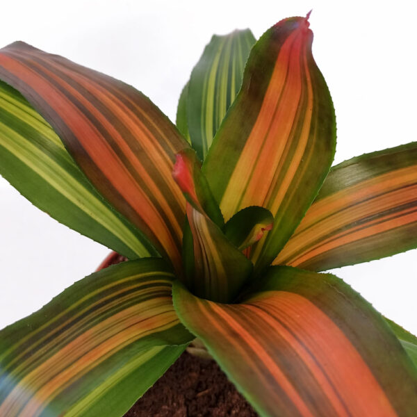 Neoregelia-Freddie