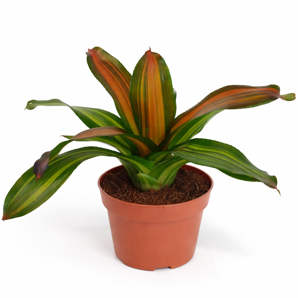 Neoregelia-Freddie