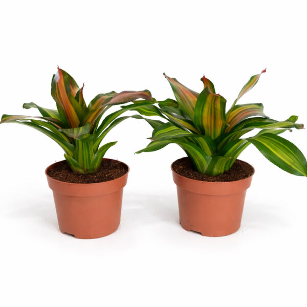 Neoregelia-Freddie