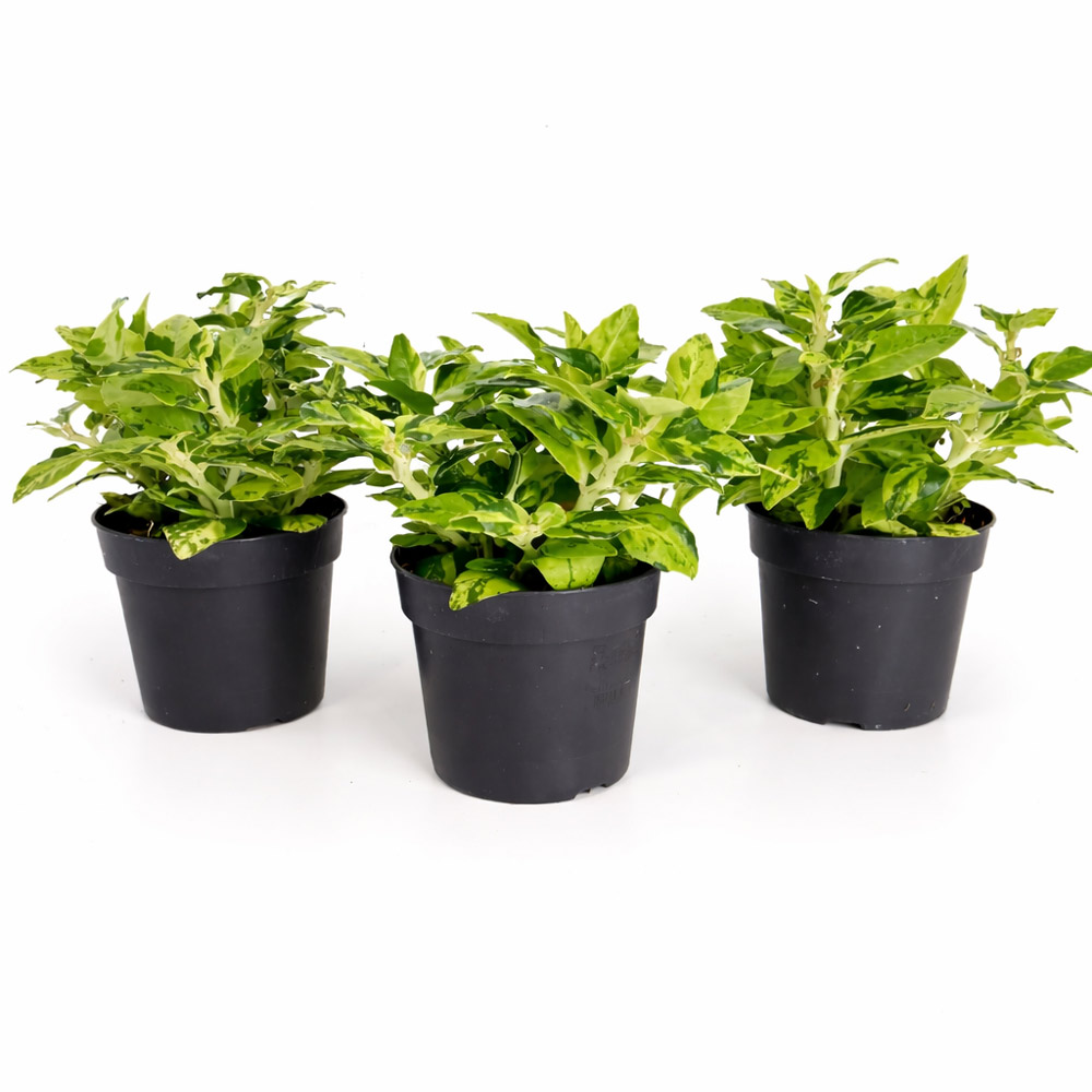 Pedilanthus-Tithymaloides