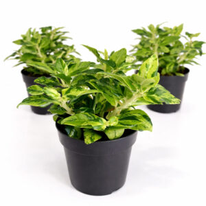 Pedilanthus-Tithymaloides