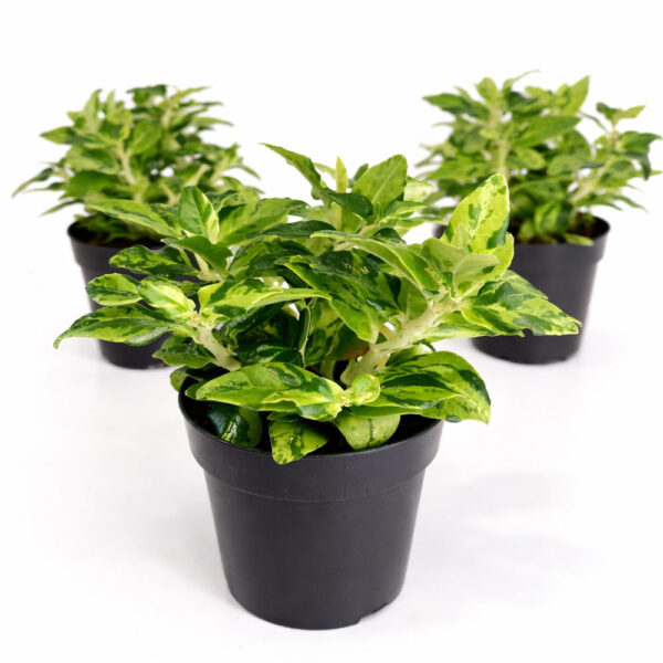 Pedilanthus-Tithymaloides